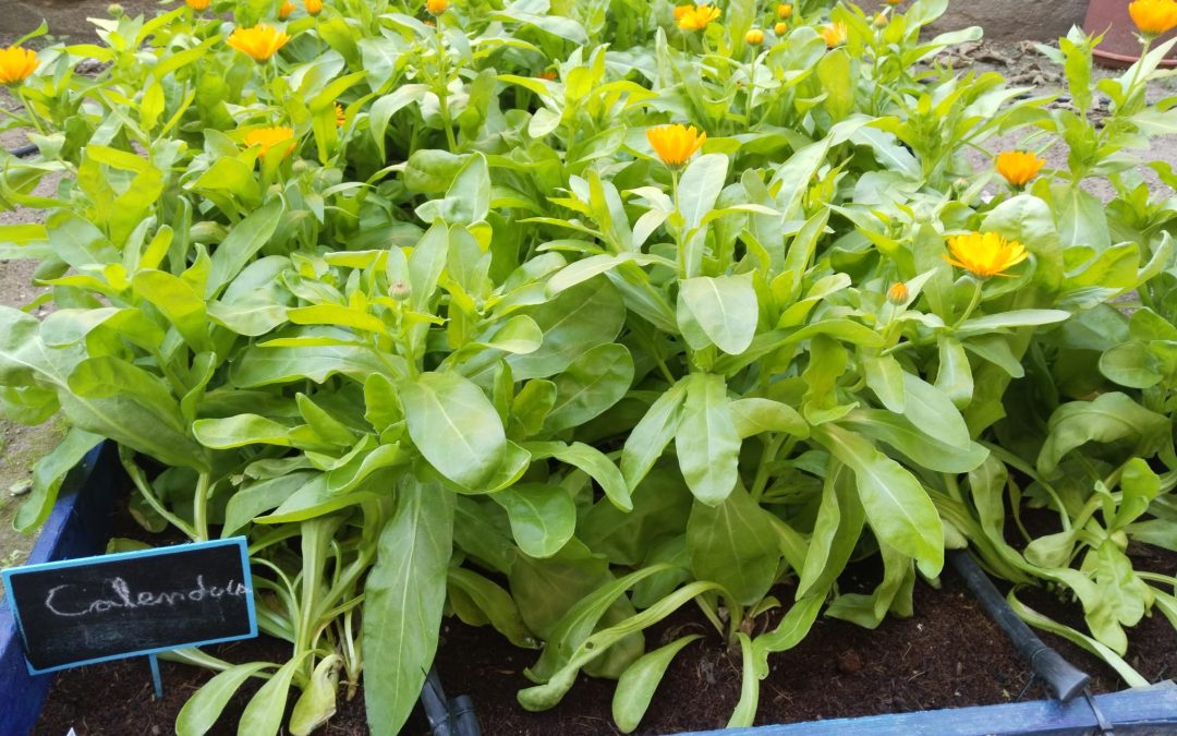 Huerto Medicinal del IES Los Ángeles